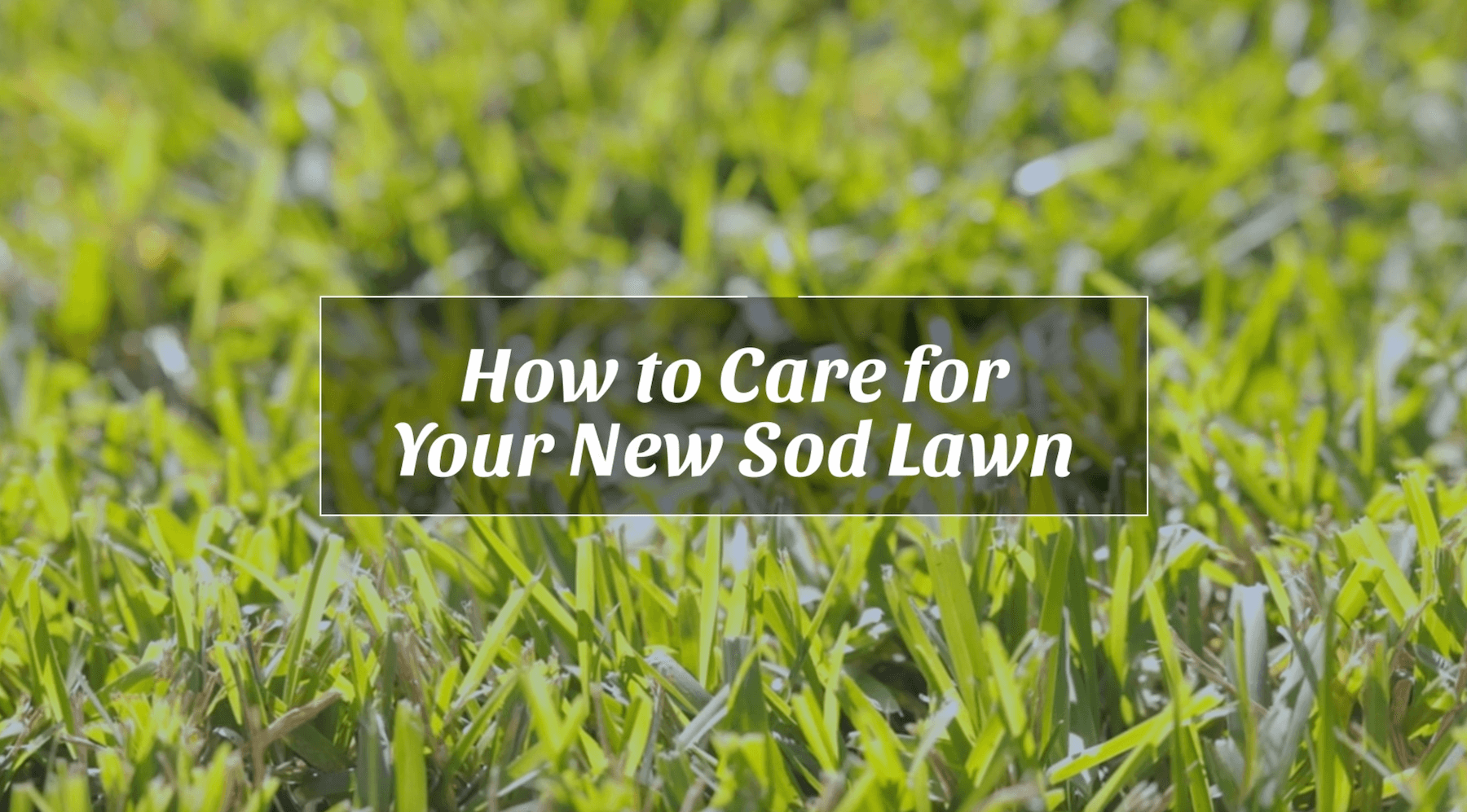 My New Sod is Turning Brown 5 Causes and Solutions